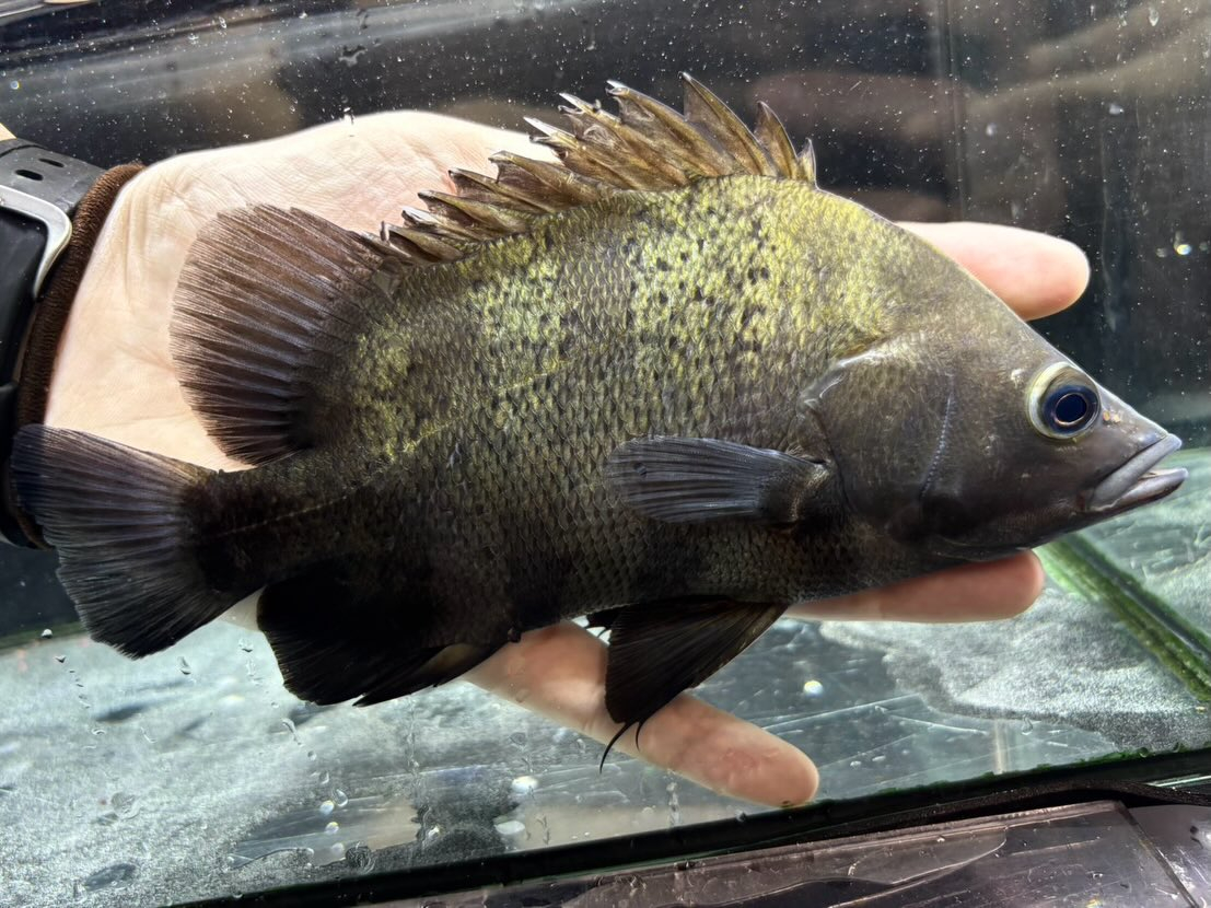 ニューギニアダトニオ 16〜20cm前後