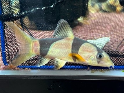 新入荷です。