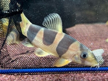 新入荷です。