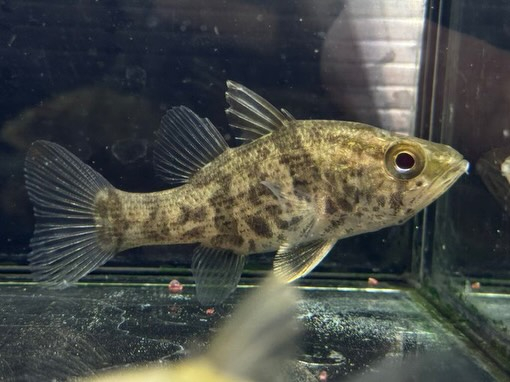 新入荷です。
