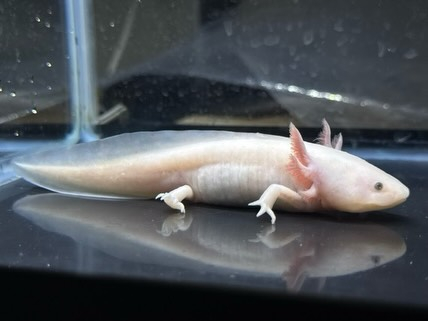 新入荷です。