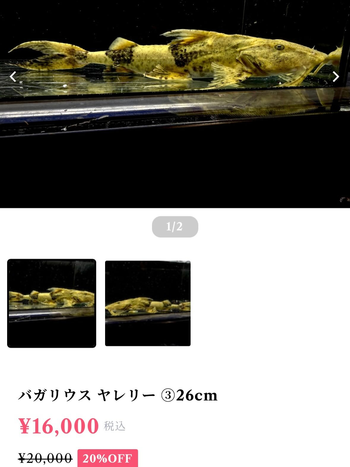 今週からオーナーの気まぐれセールを始めたいと思います🫡