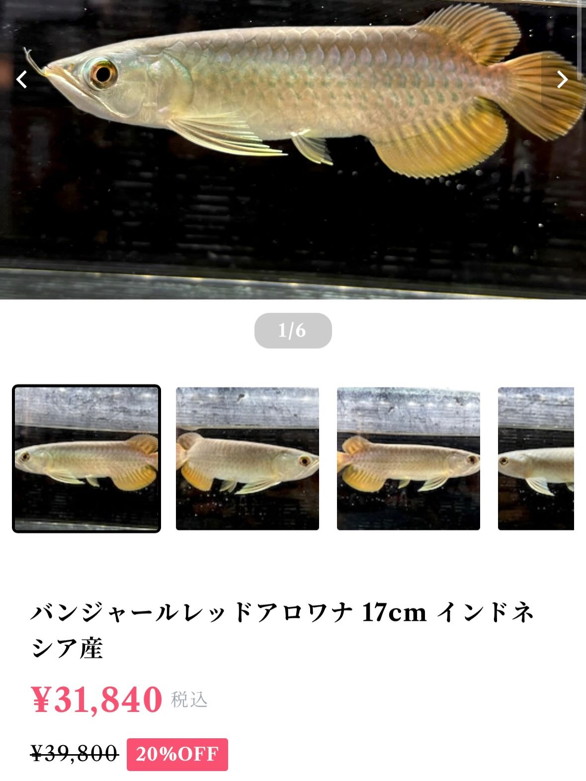 今週からオーナーの気まぐれセールを始めたいと思います🫡
