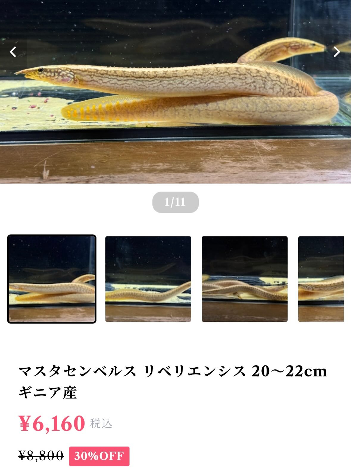 今週からオーナーの気まぐれセールを始めたいと思います🫡
