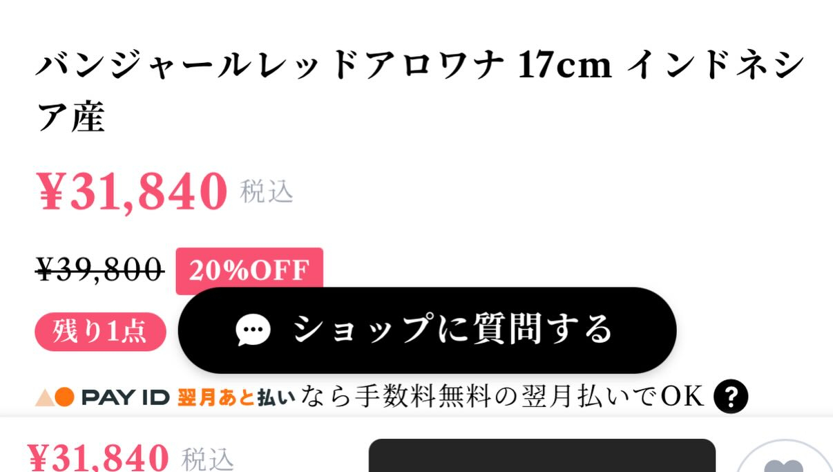 バンジャールレッドアロワナ 17cm インドネシア産
