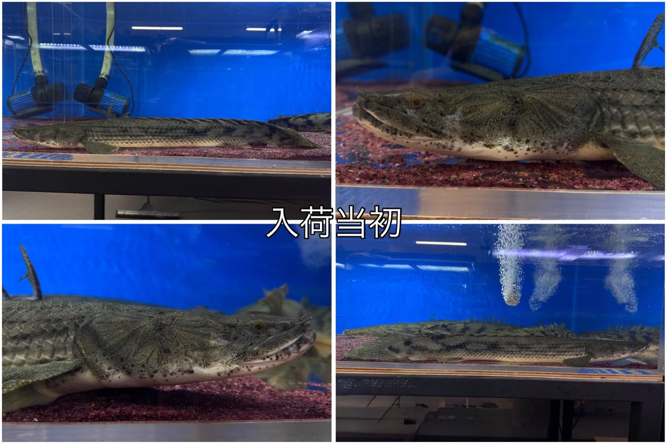 Po.コンギクス タンガニーカ湖産73cm