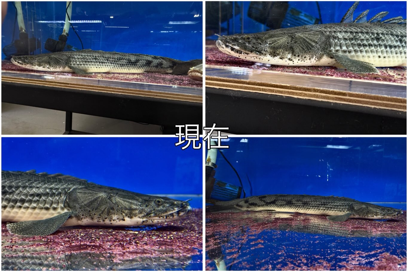 Po.コンギクス タンガニーカ湖産73cm