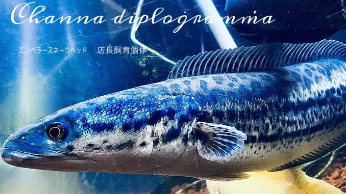 エンペラースネークヘッド 15〜17cm±