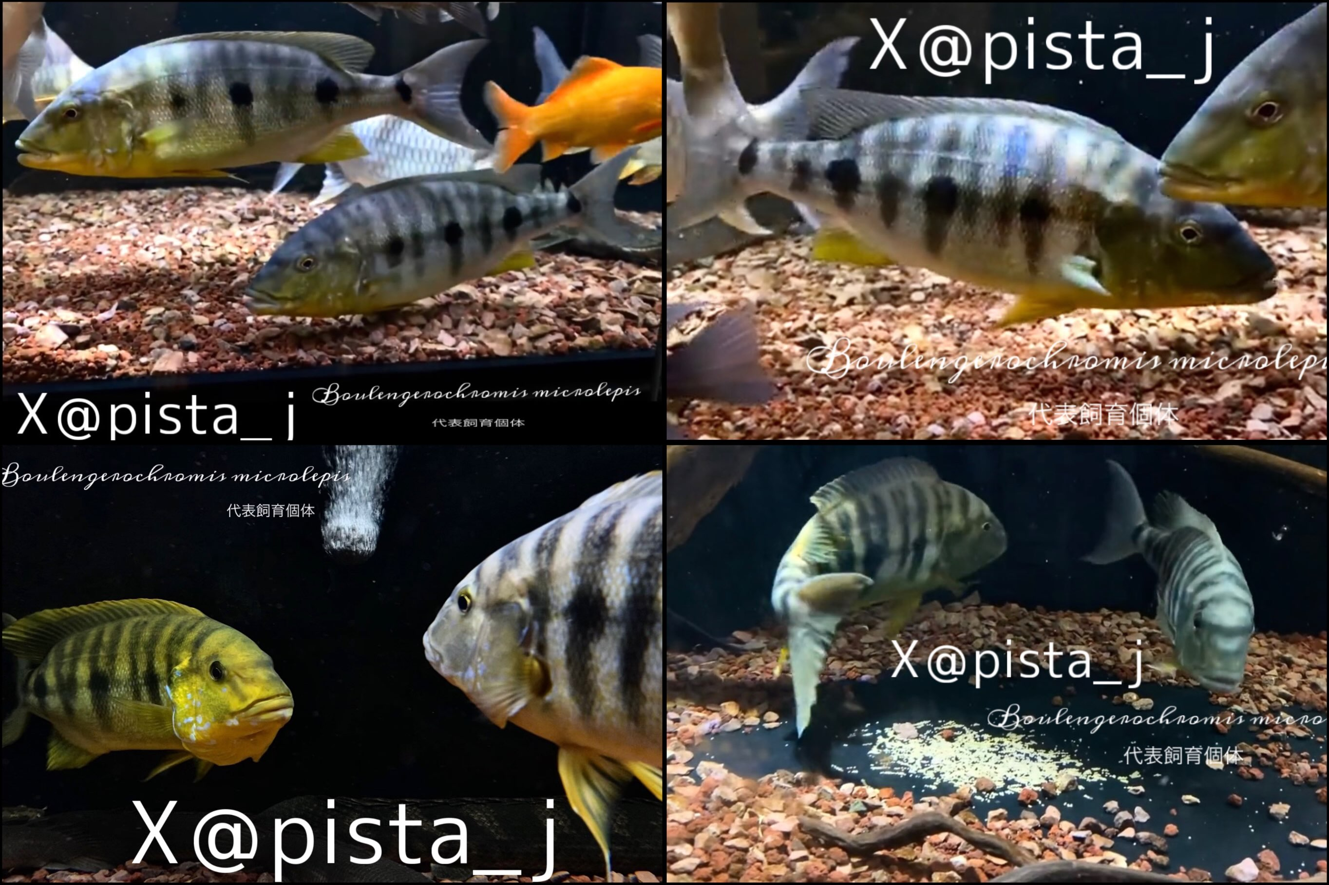 在庫期間がかなり長い😂クーへたち🐟