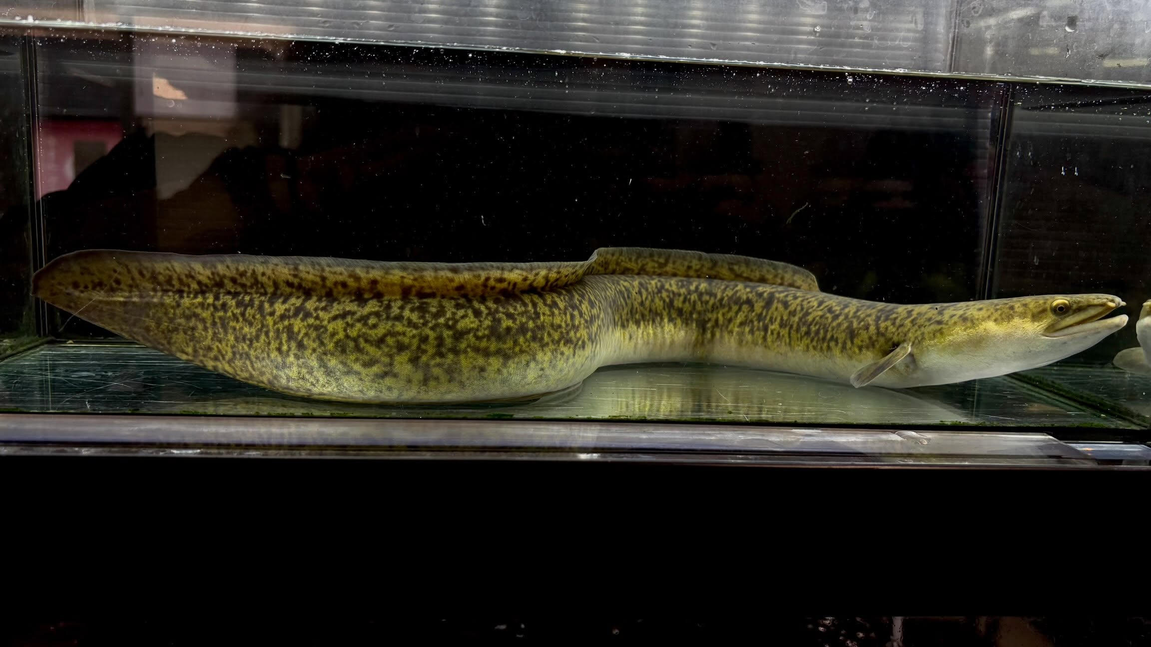 オオウナギ 57cm ¥13,500