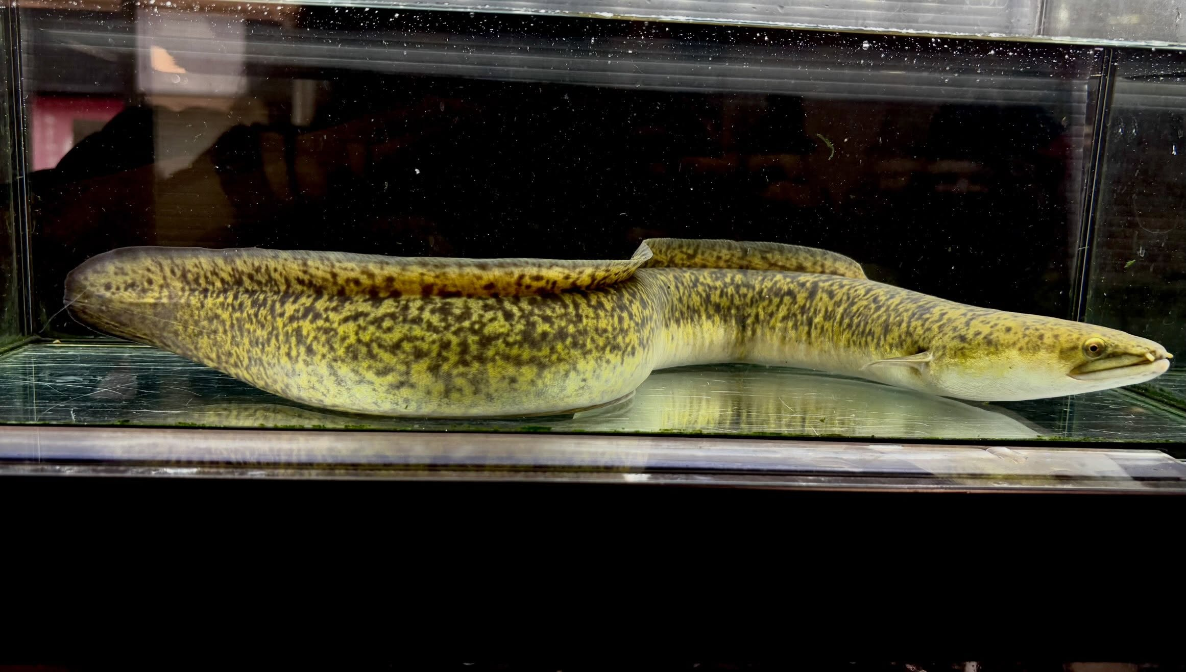 オオウナギ 57cm ¥13,500