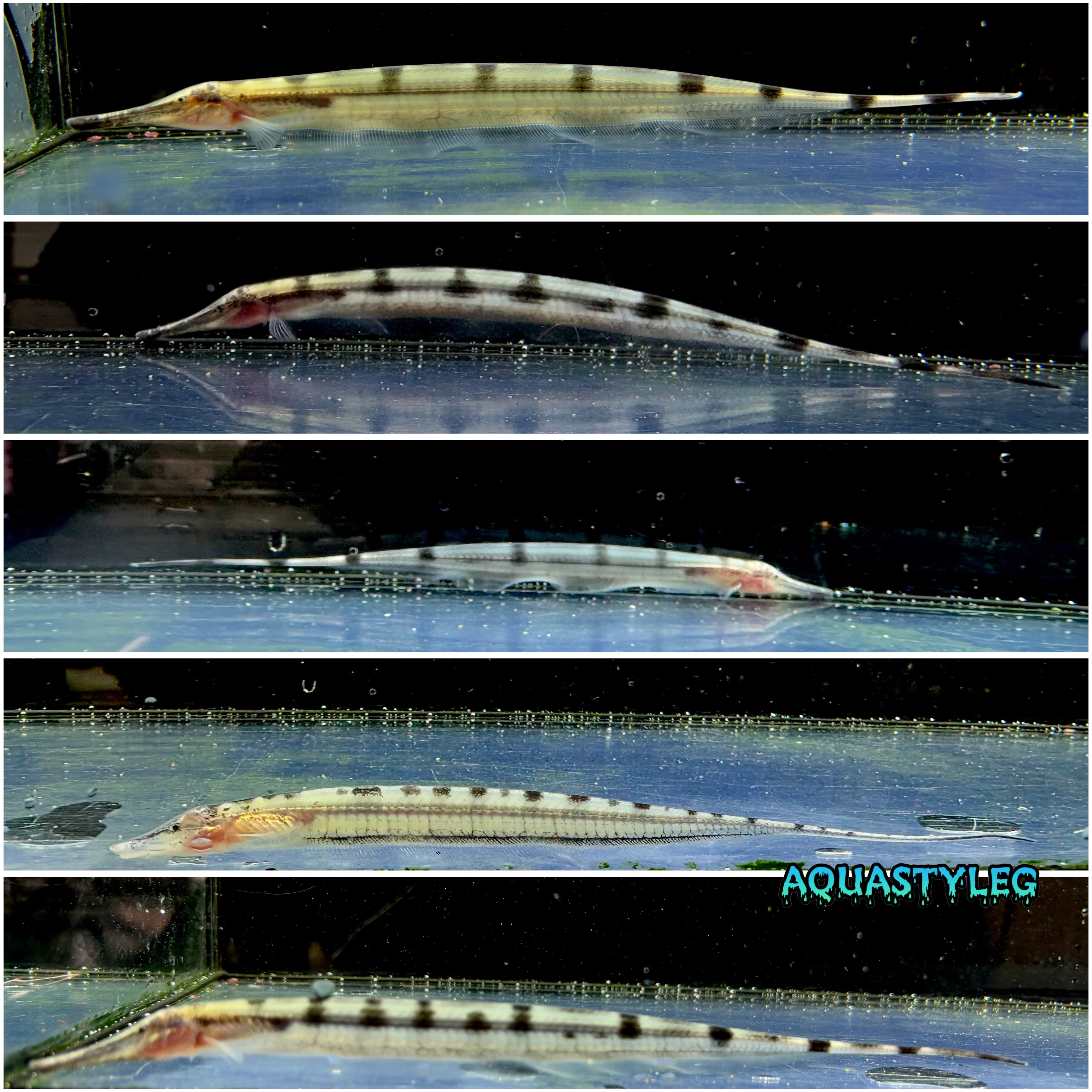ジャイアントグラストランペットナイフ