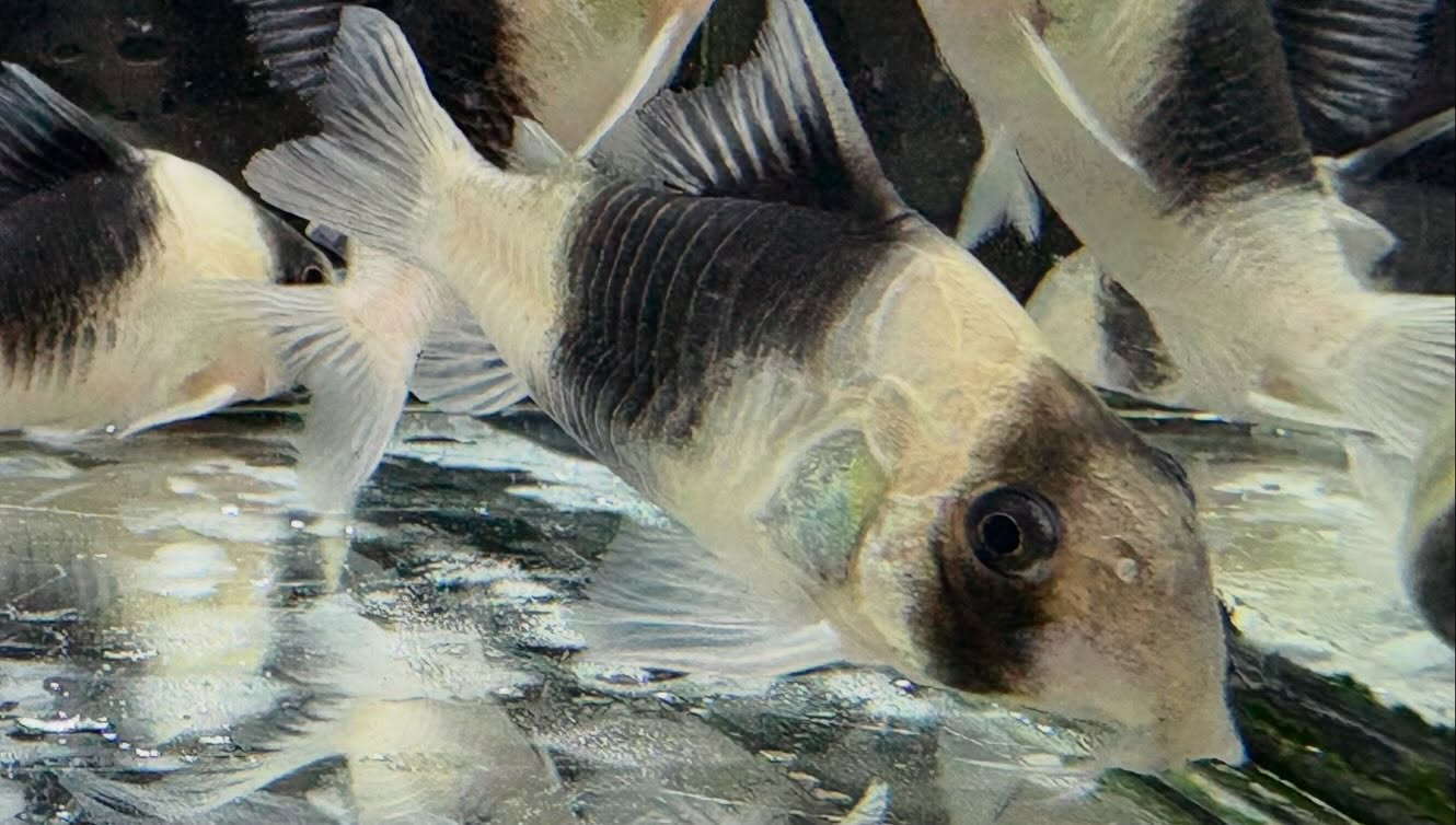 ⁡