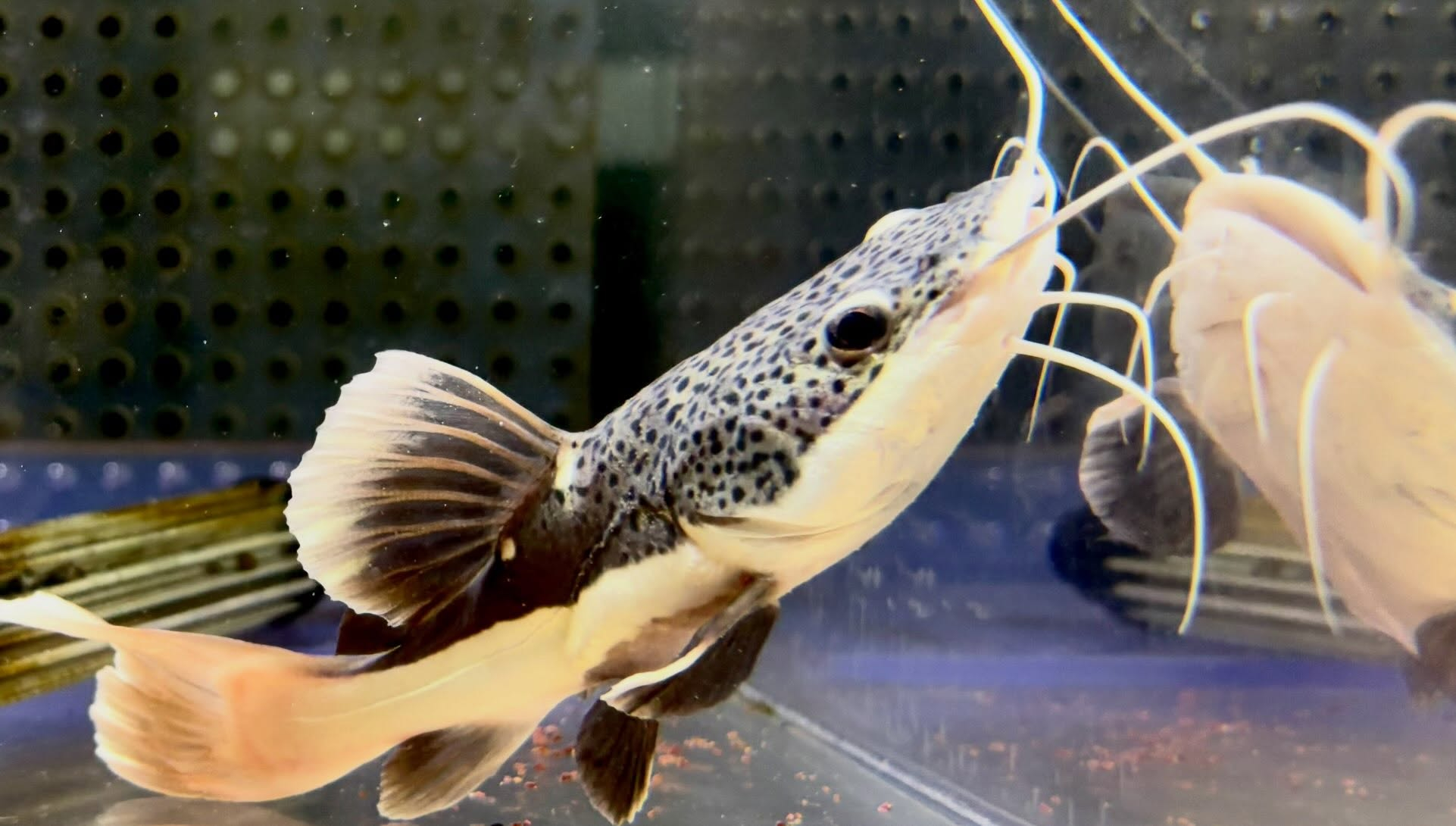 レッドテールキャットSB 14cm±