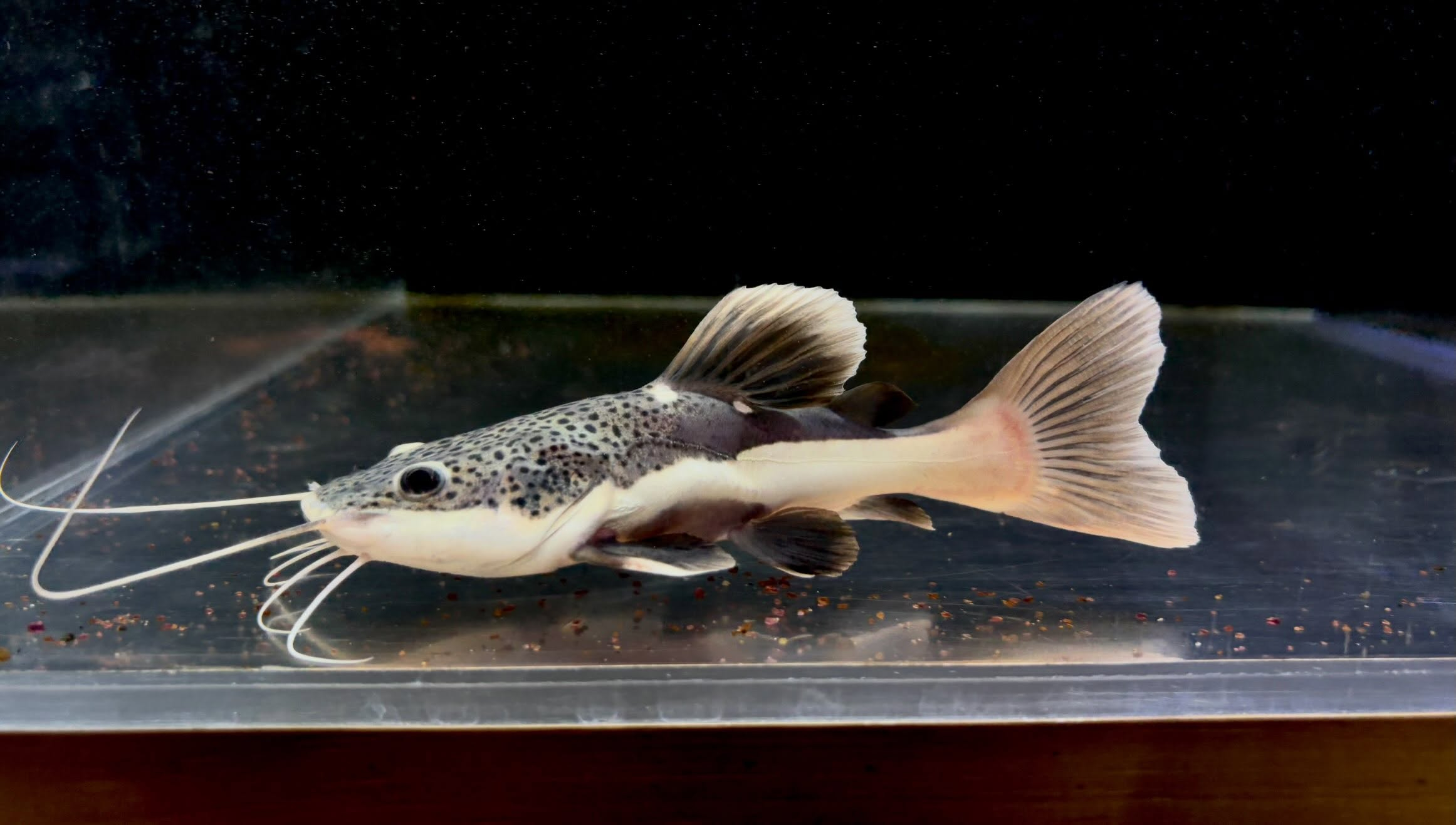 レッドテールキャットSB 14cm±