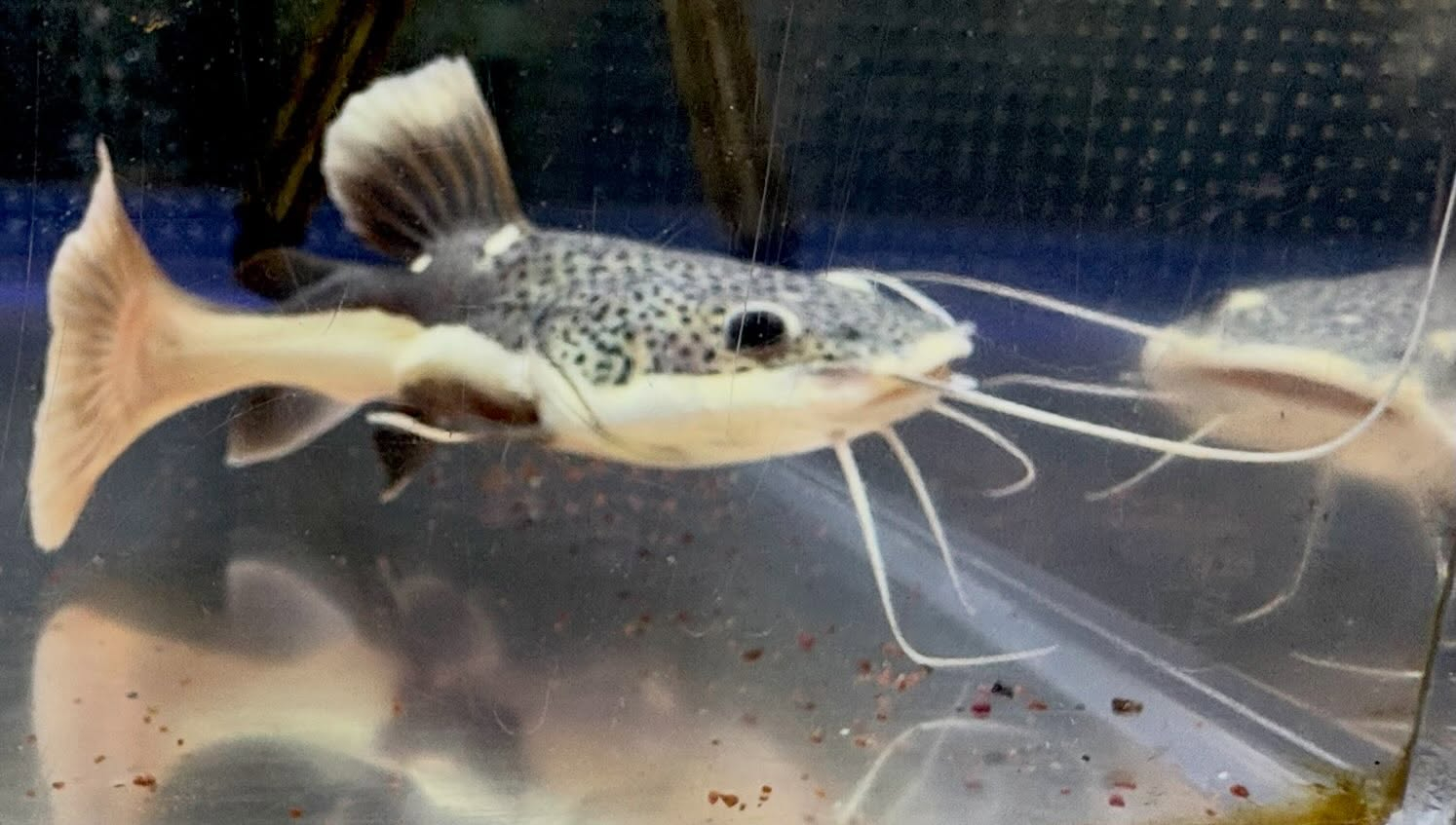 レッドテールキャットSB 14cm±