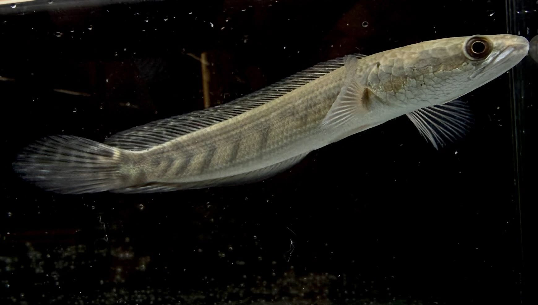 イエローマルリオイデス 17cm±