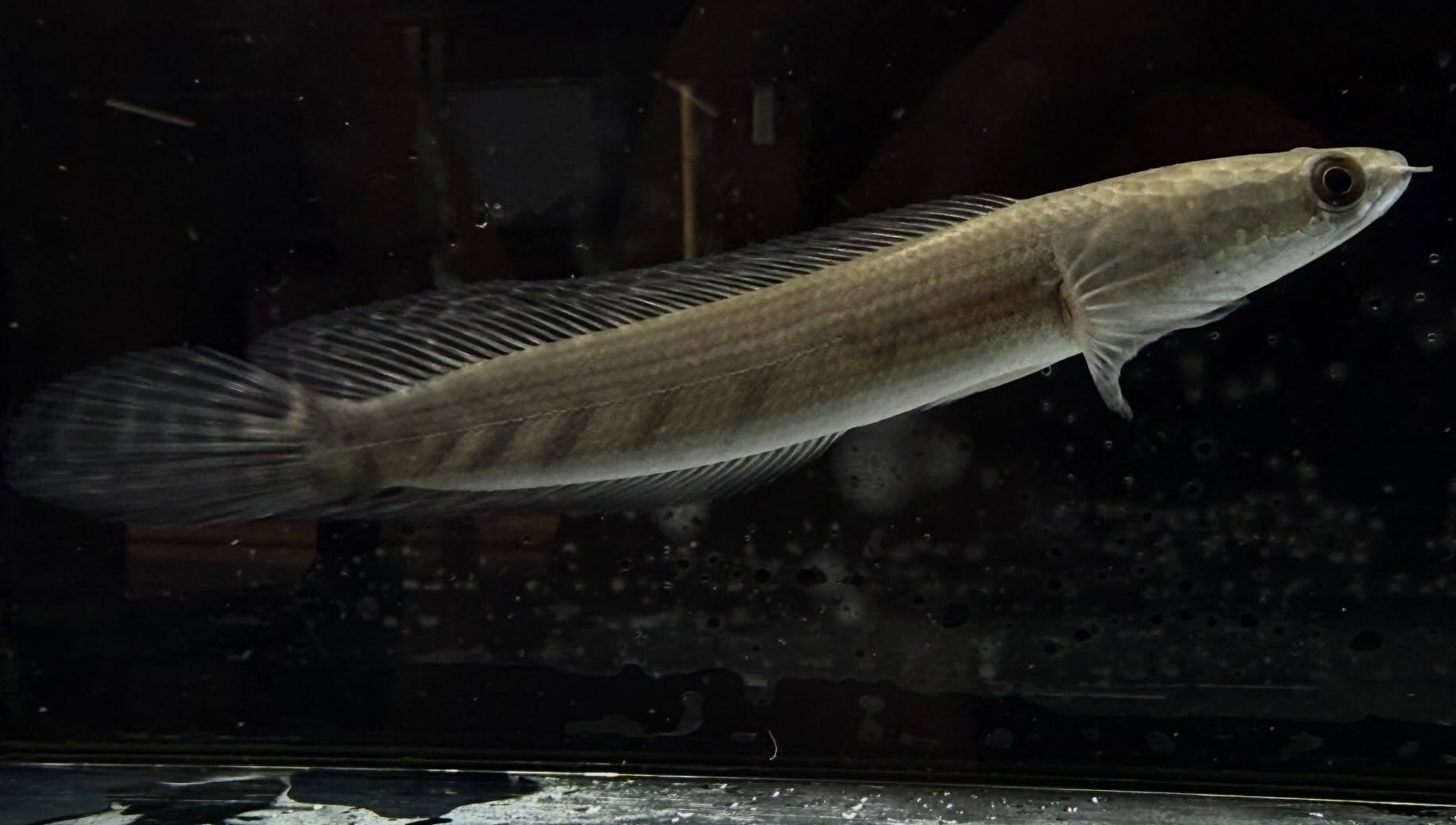 イエローマルリオイデス 17cm±