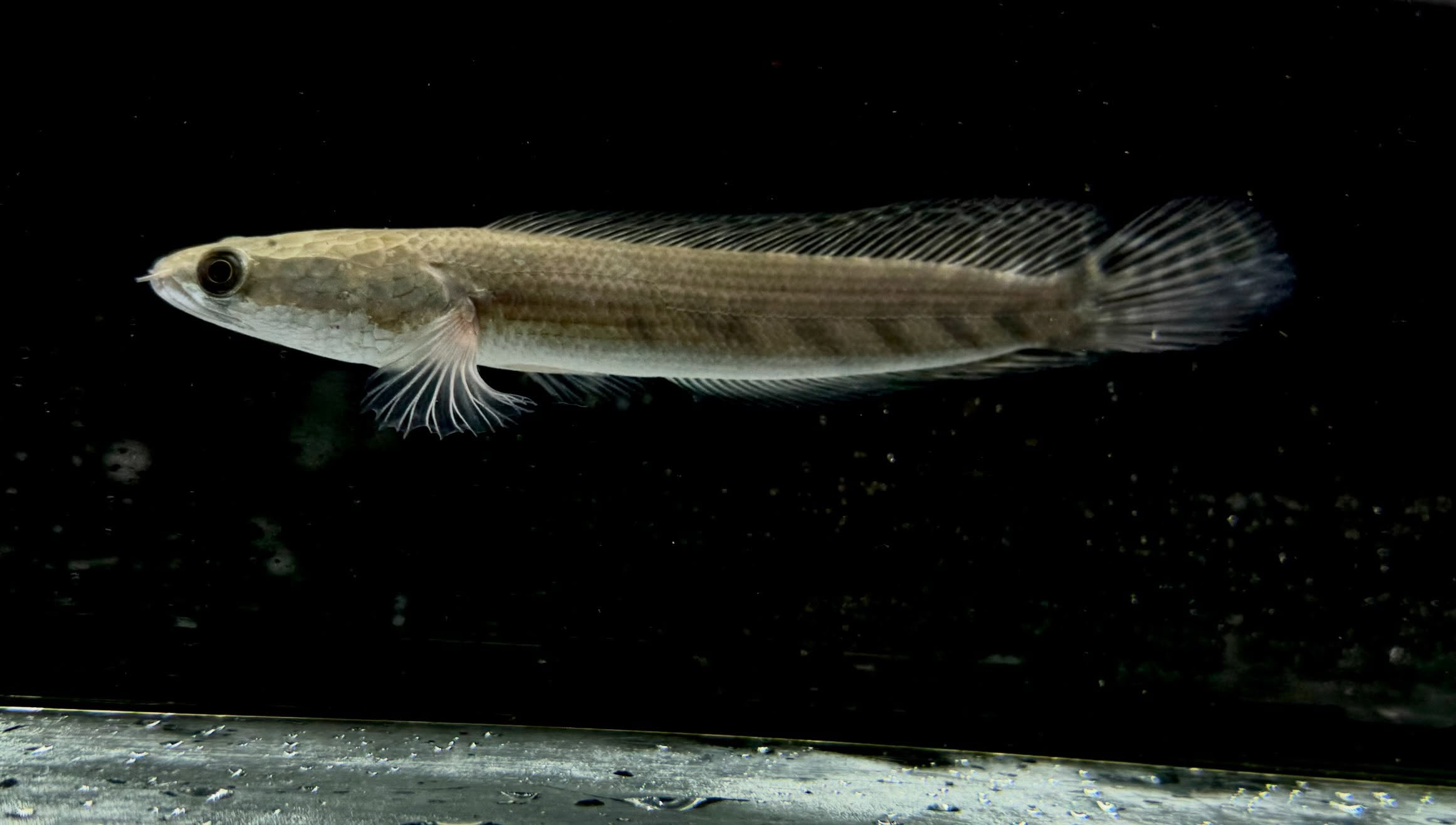 イエローマルリオイデス 17cm±