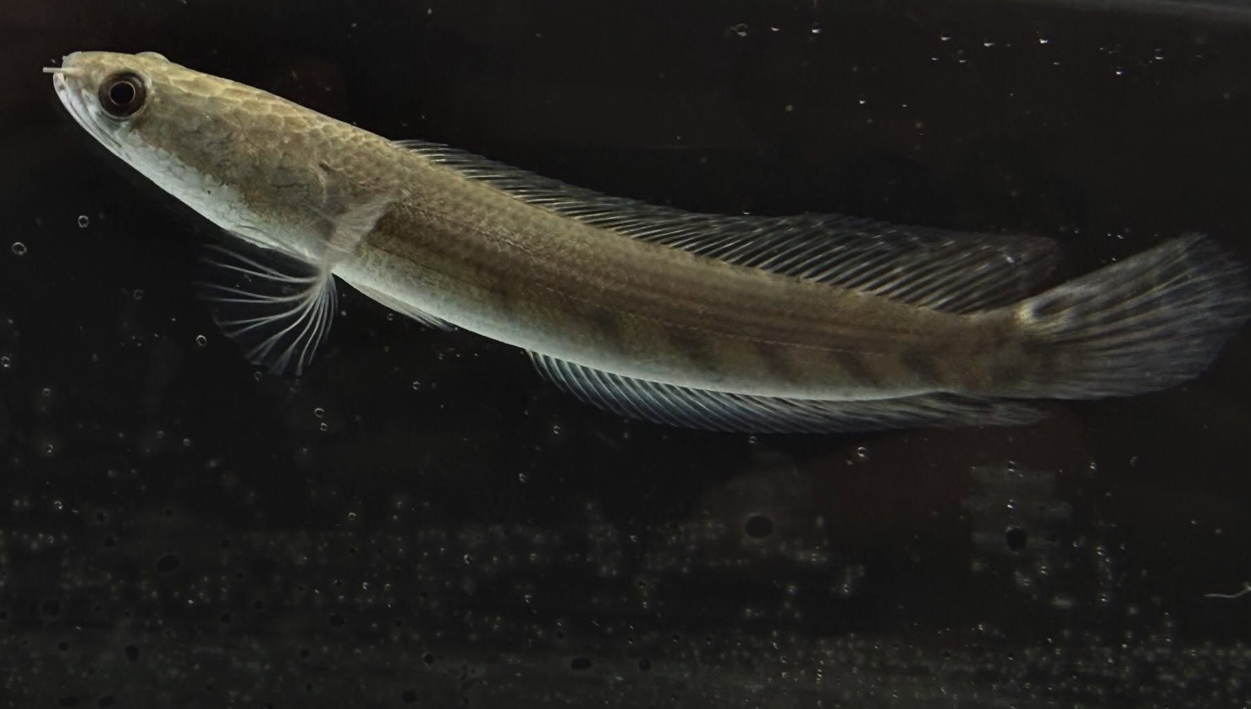 イエローマルリオイデス 17cm±