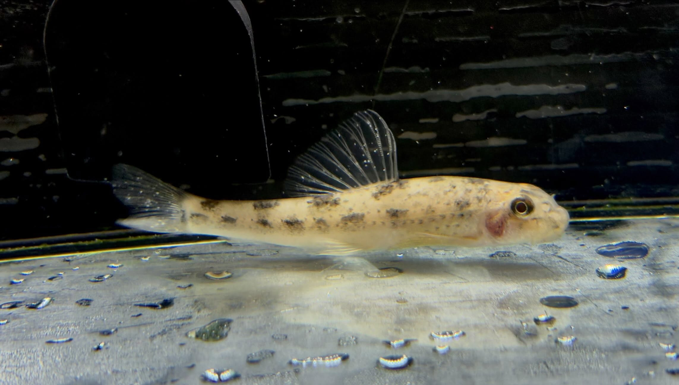 ミクロフィソゴビオ タファンゲンシス
