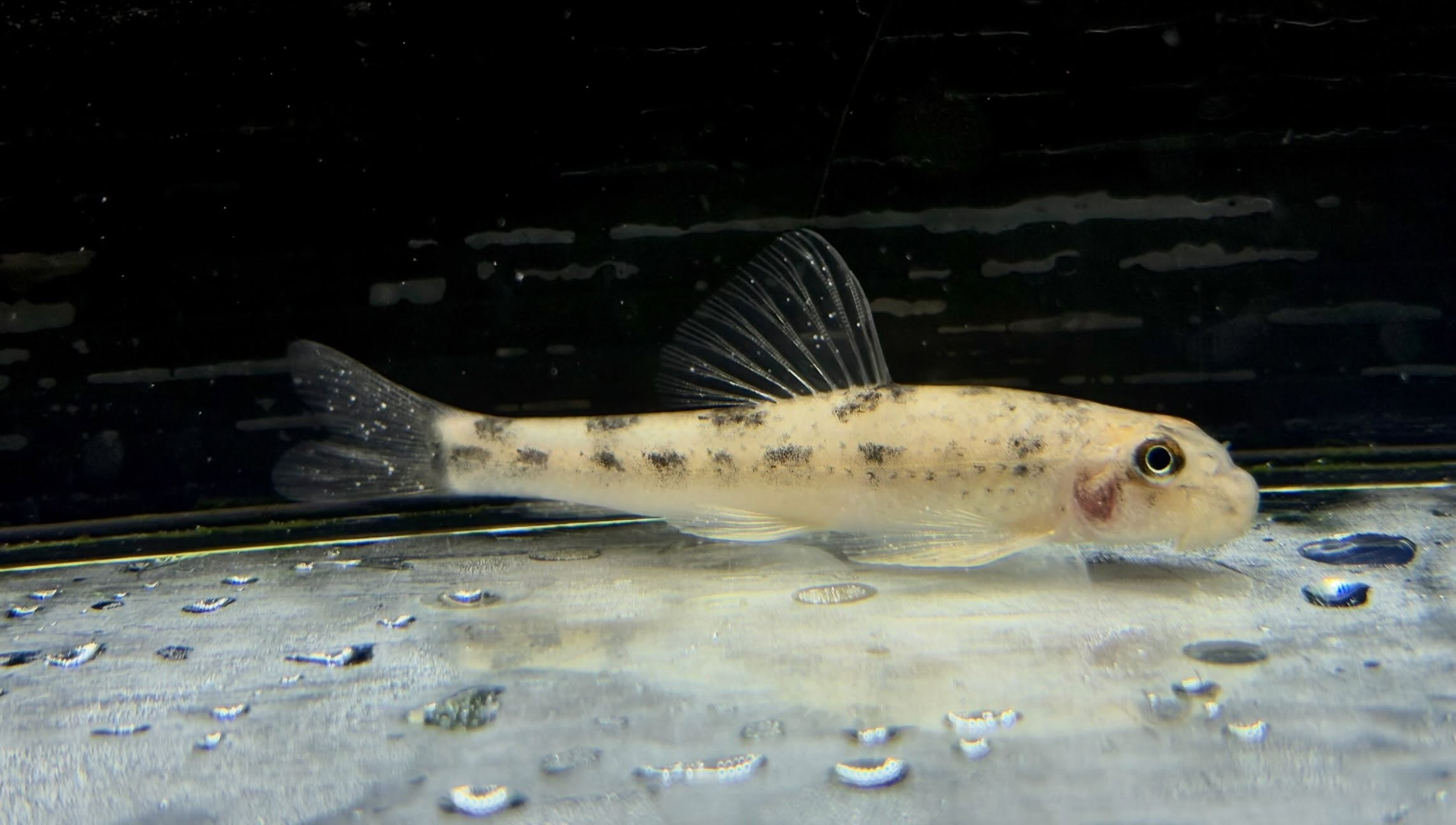ミクロフィソゴビオ タファンゲンシス