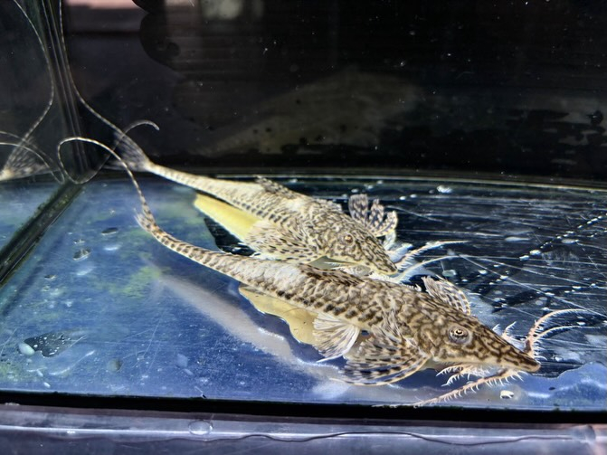 ラディノロリカリア アンダキ