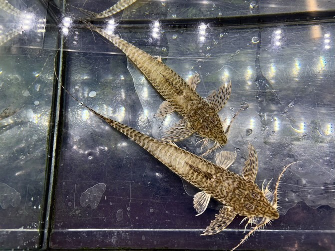 ラディノロリカリア アンダキ