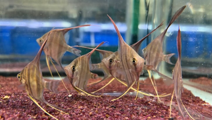 アルタムエンゼル 5〜6cm± 