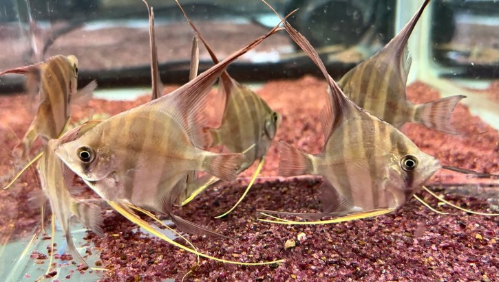 アルタムエンゼル 5〜6cm± 