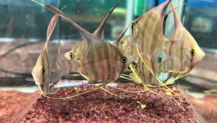 アルタムエンゼル 5〜6cm± 