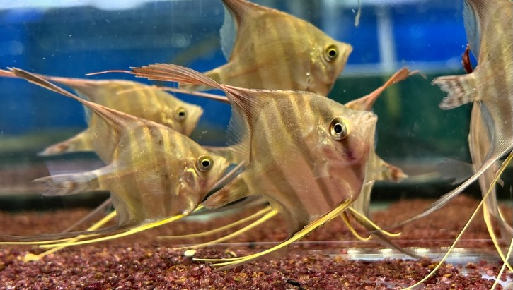 アルタムエンゼル 5〜6cm± 