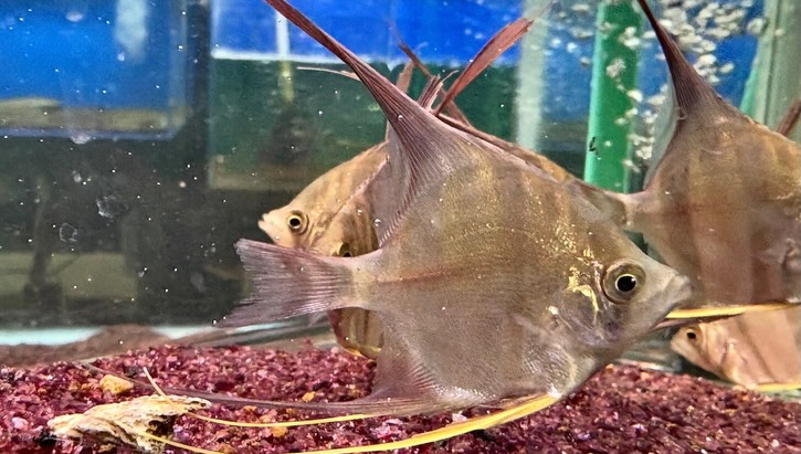 アルタムエンゼル 5〜6cm± 