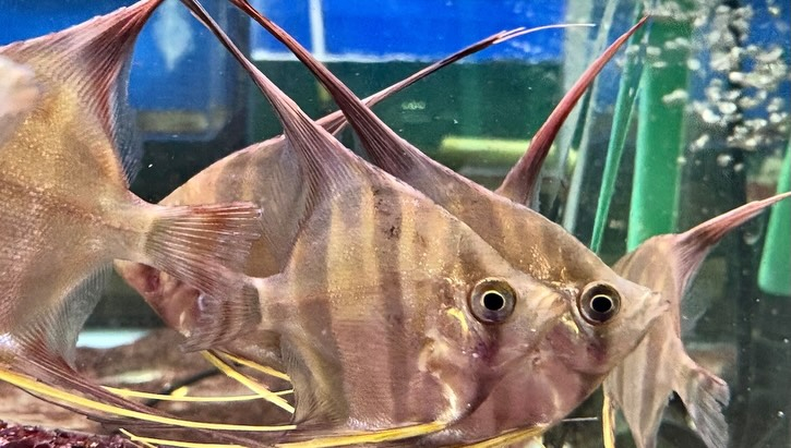 アルタムエンゼル 5〜6cm± 