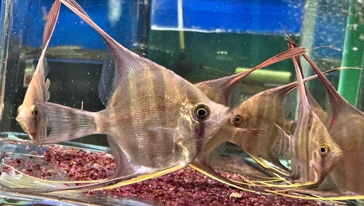アルタムエンゼル 5〜6cm± 