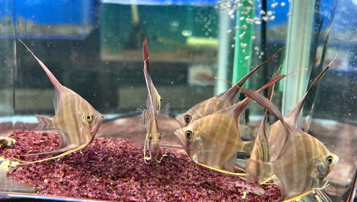 アルタムエンゼル 5〜6cm± 