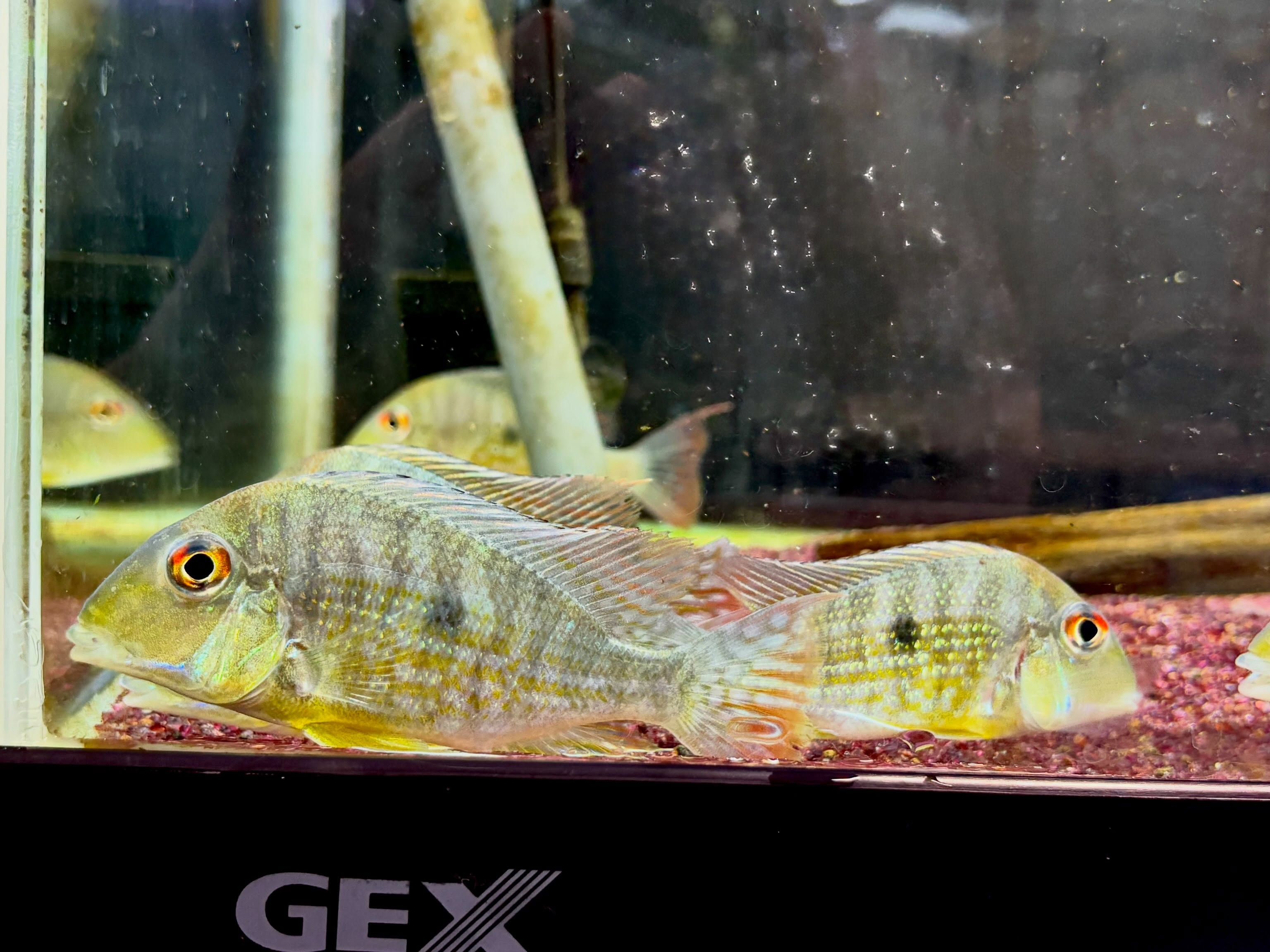 Geo sp.カクエタ10〜12cm± 