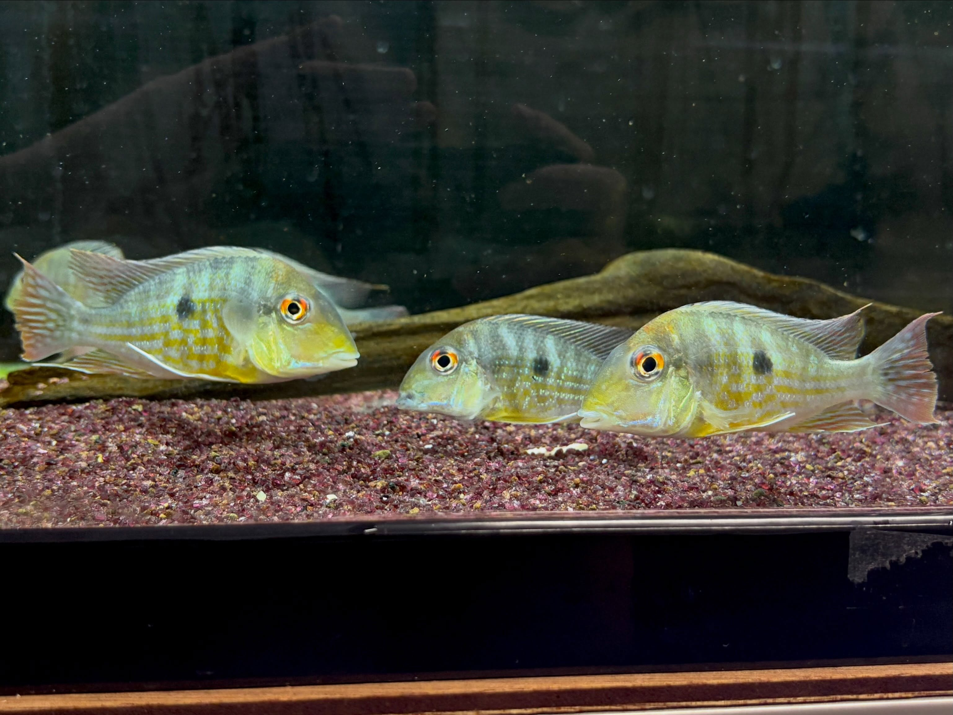Geo sp.カクエタ10〜12cm± 
