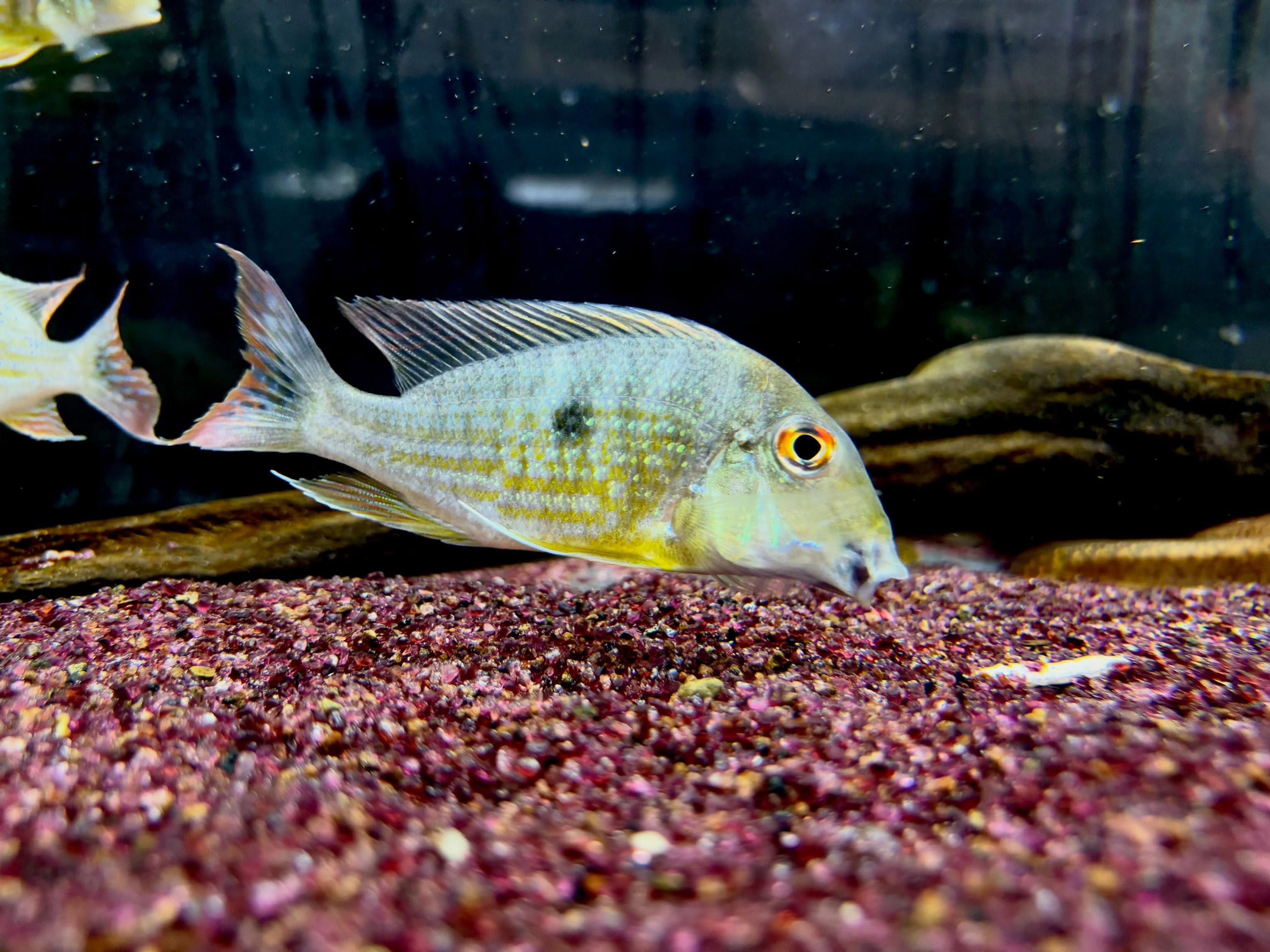 Geo sp.カクエタ10〜12cm± 