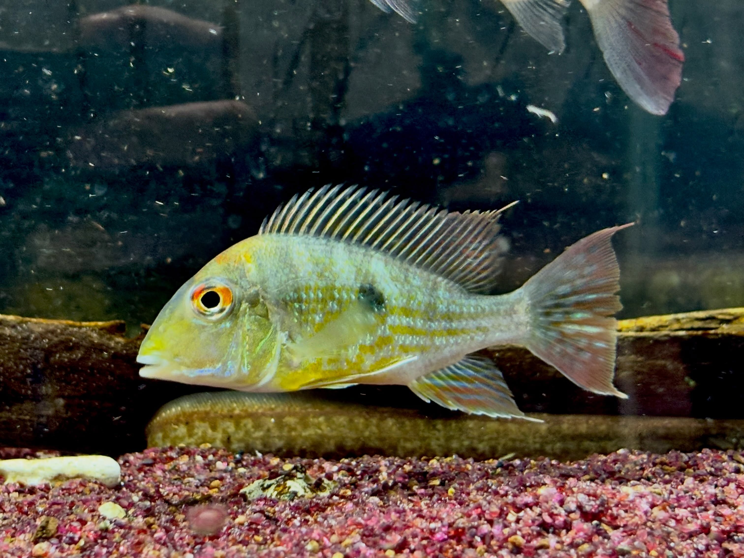 Geo sp.カクエタ10〜12cm± 