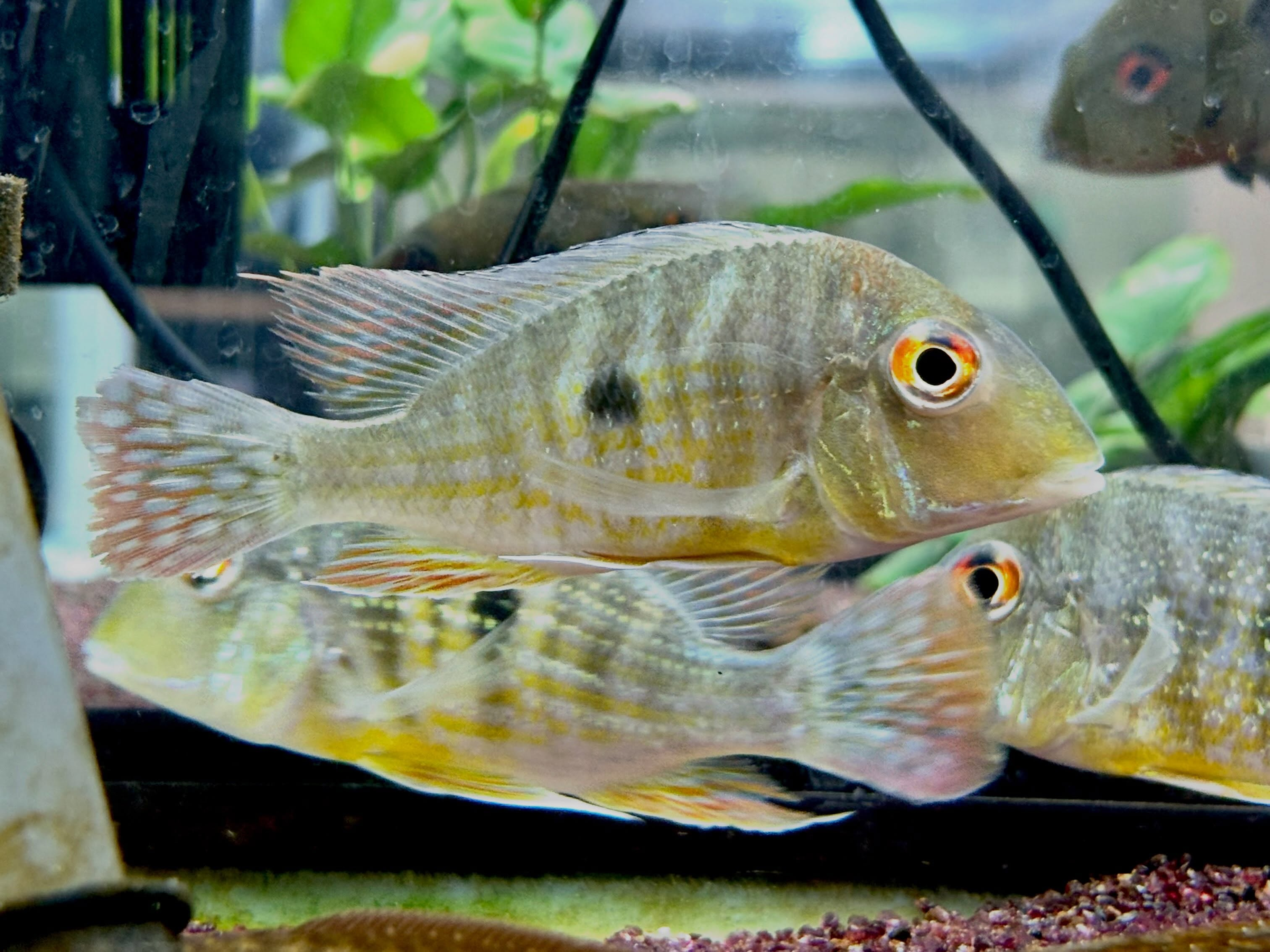 Geo sp.カクエタ10〜12cm± 