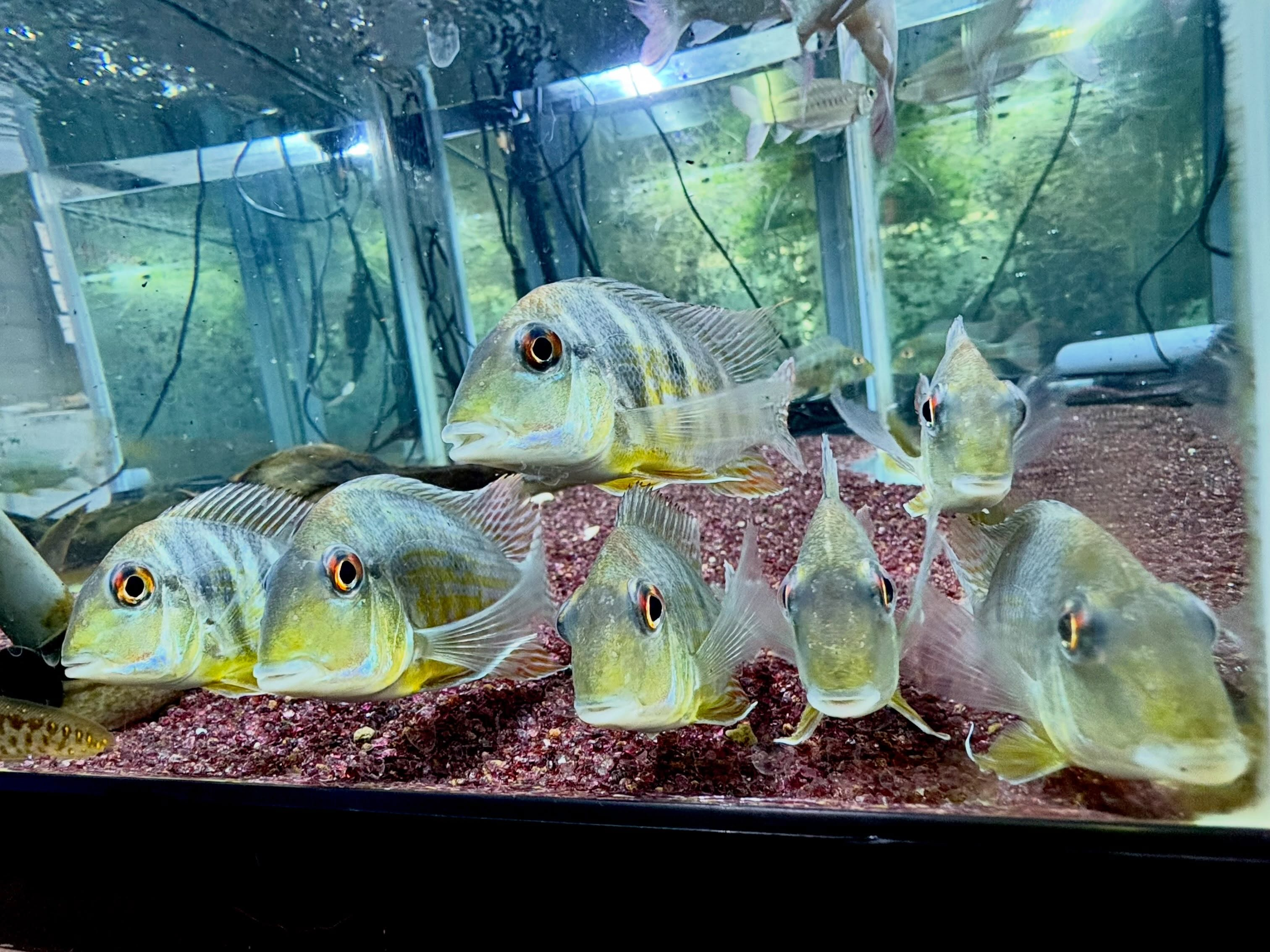 Geo sp.カクエタ10〜12cm± 