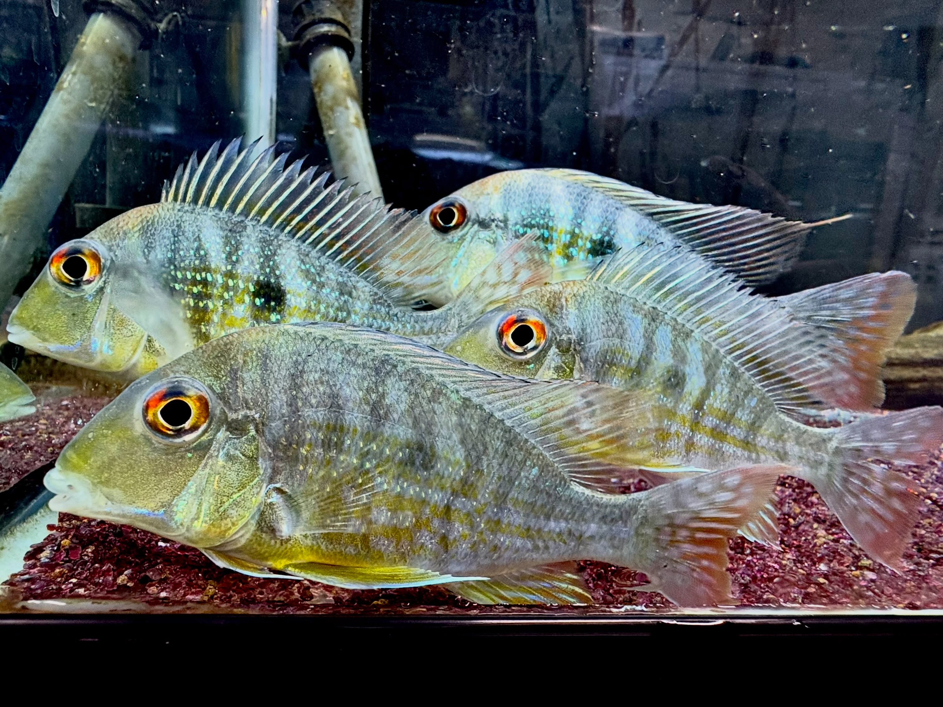 Geo sp.カクエタ10〜12cm± 