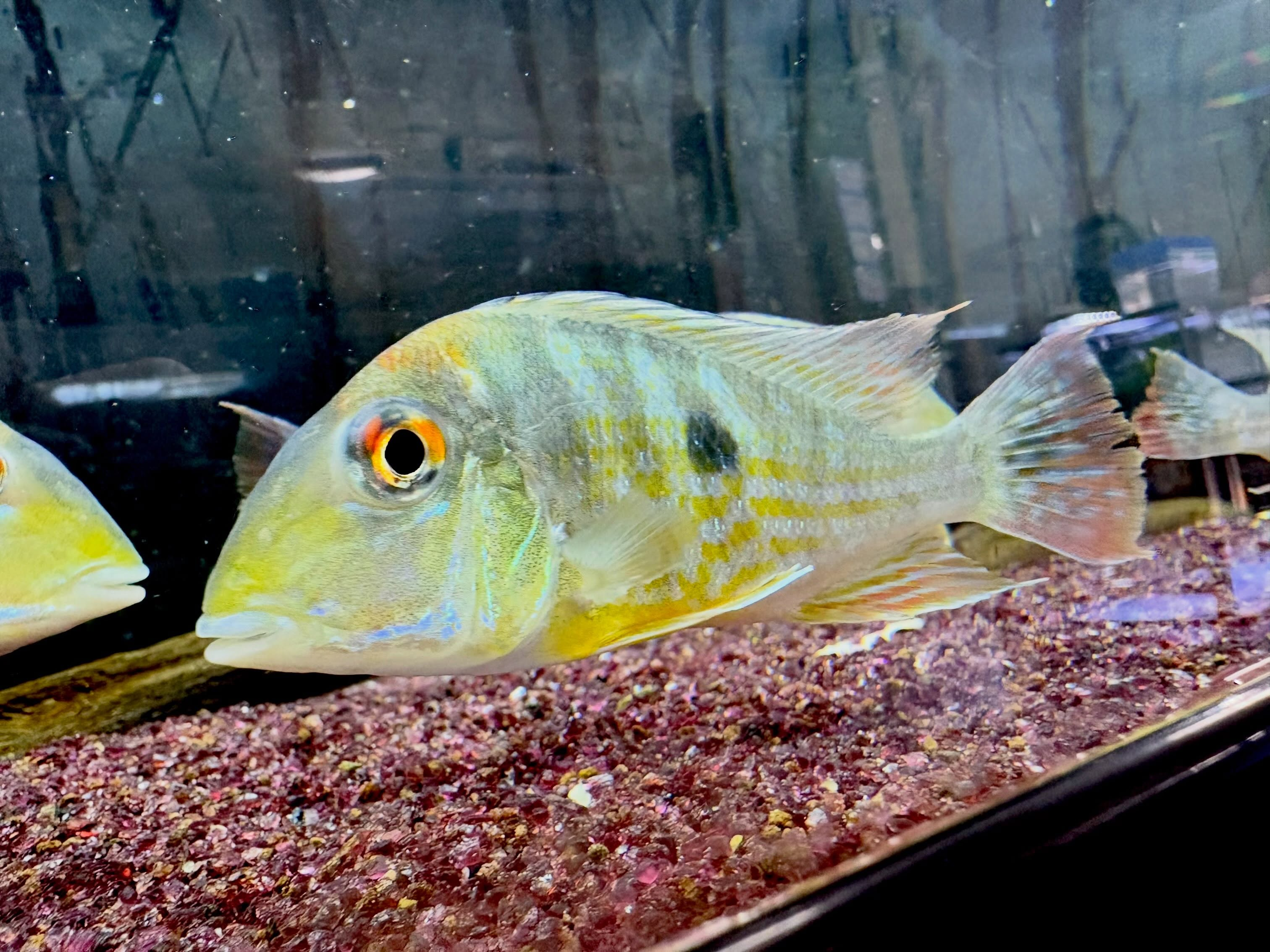 Geo sp.カクエタ10〜12cm± 