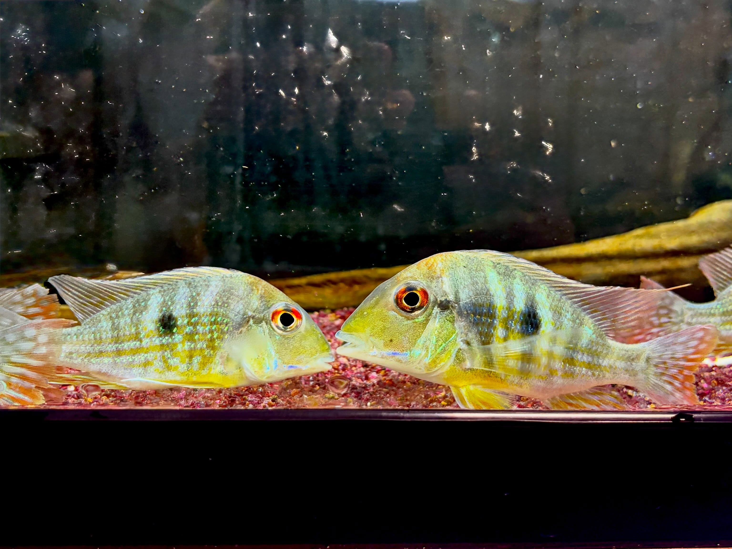 Geo sp.カクエタ10〜12cm± 