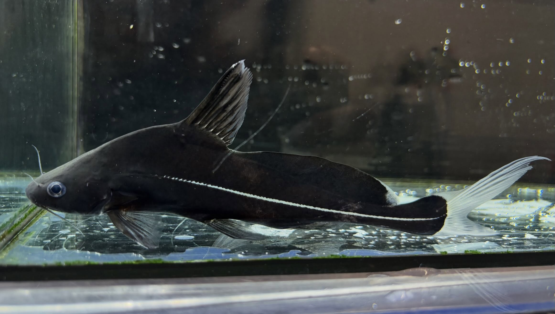 ブラックランサー 18cm前後