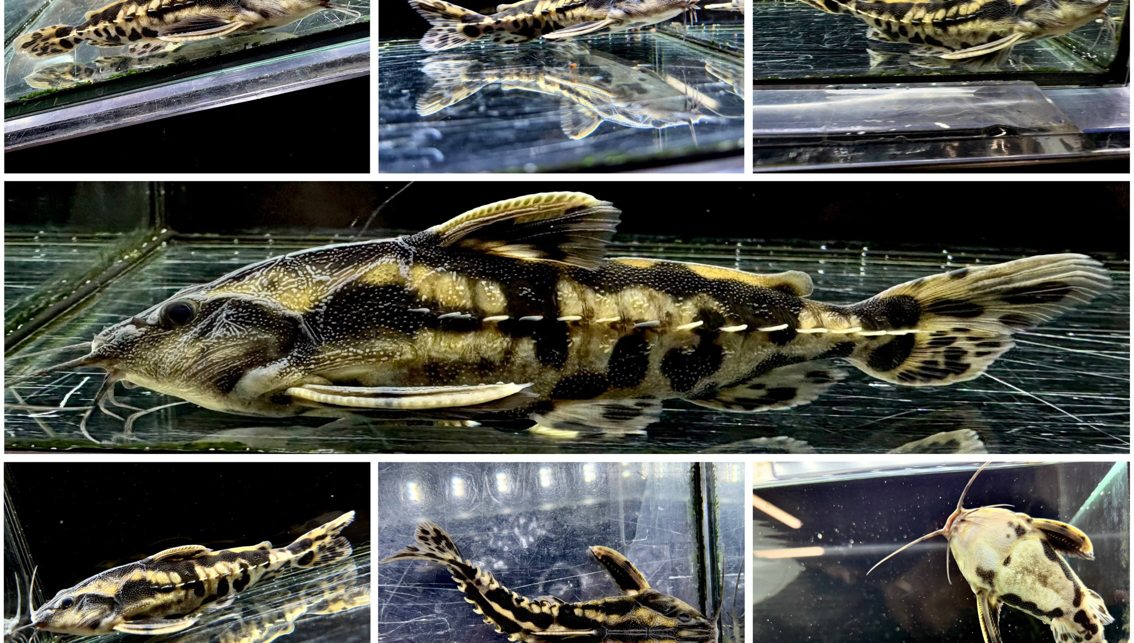 新入荷  メガロドラス  14〜15cm