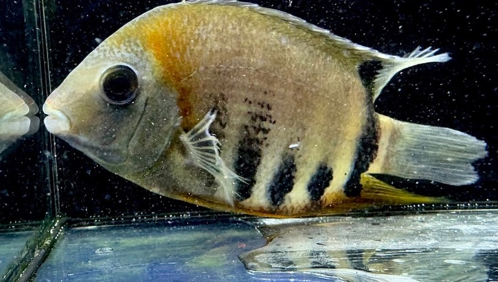 マルチカラーセベラム 14〜16㎝± 