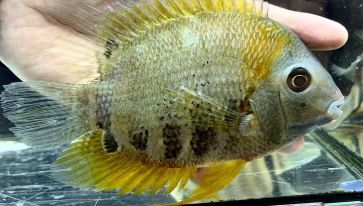 マルチカラーセベラム 14〜16㎝± 
