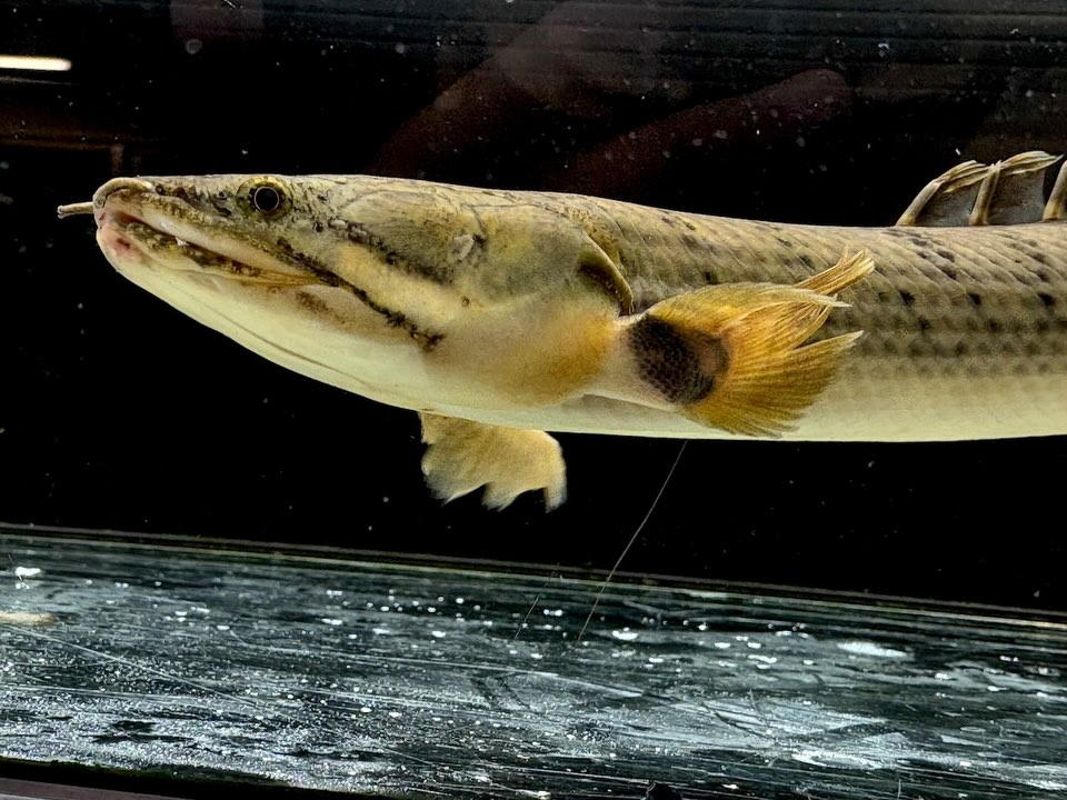Po.ウィークシー 23cm コンゴ産
